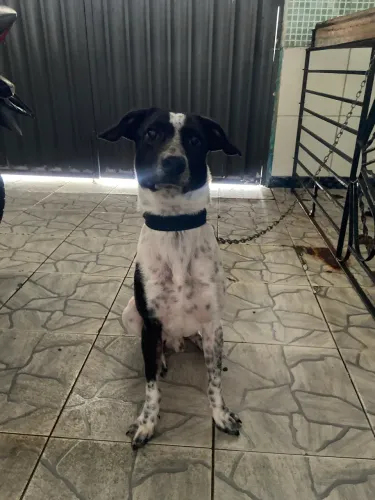 Doação responsável cachorro macho