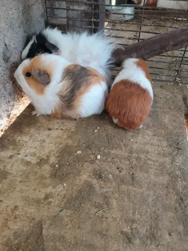 Porquinhos da Índia 