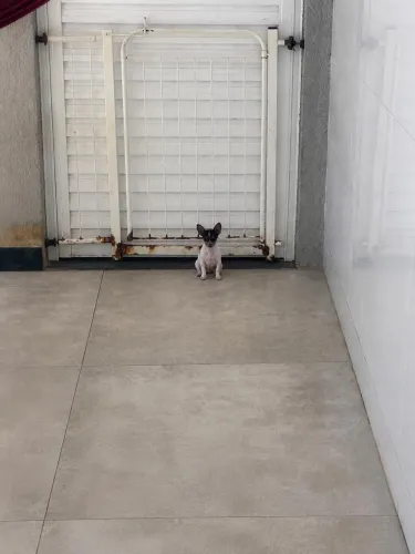 Pinscher macho