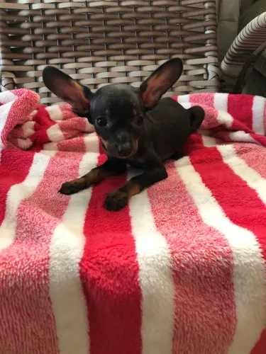 Pinscher Macho por 450 Fêmea 850,00