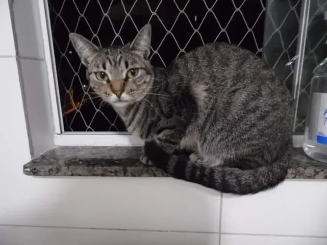 Gatos lindos
