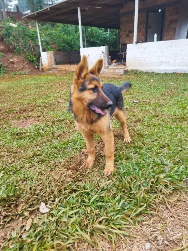 Cachorro 