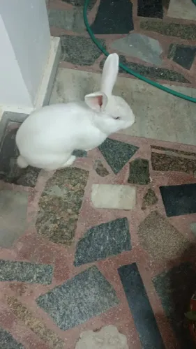 Coelho com gaiola