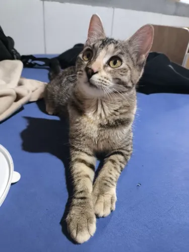 Gata fêmea 6 mês de idade 