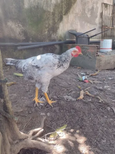 Frangos caipira