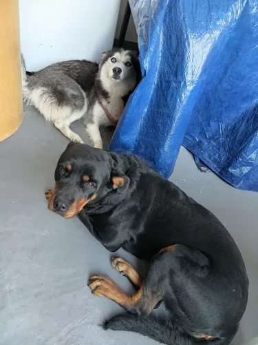 VENDO DUAS FÊMEAS.