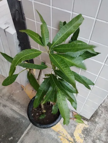 Mudas de mangueira e jasmin manga