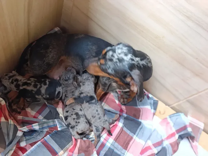 Lindos Dachshund disponíveis machinhos 
