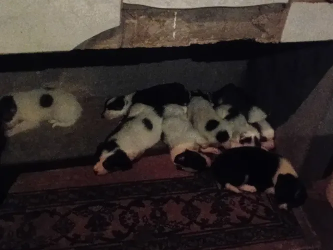 Vende-se filhote boder collie