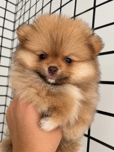 Filhotes de Sptz Alemã ( Lulu da Pomerania) disponíveis para venda!