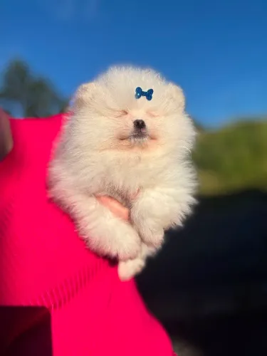 Spitz Alemão  Anão 