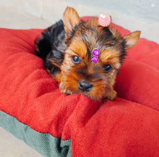 Yorkshire Padrão Fêmea 