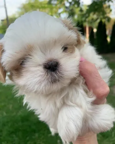 Filhotes de Shih Tzu | Alegria garantida.