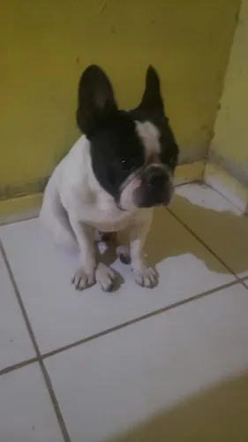Cachoro budoog francês 1 ano 
