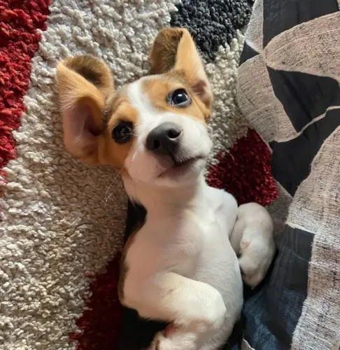 Filhotes de Beagle | Descubra o charme de cada filhote em uma visita!