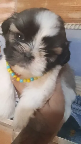 Cachorros da raça shih Tzu