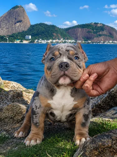 American bully filhotes de alto nível 