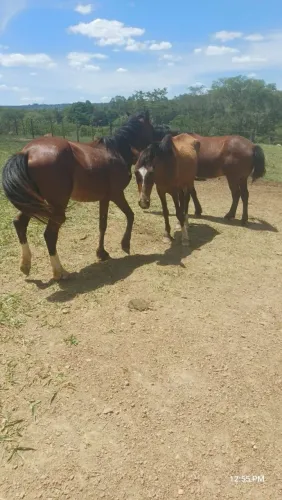EGUÁ e POTRO mangalarga/ picada e potro porte grande