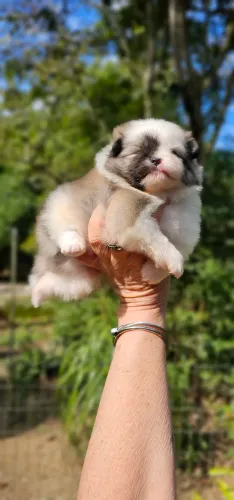 Perfeito Luluzinho Panda particolor
