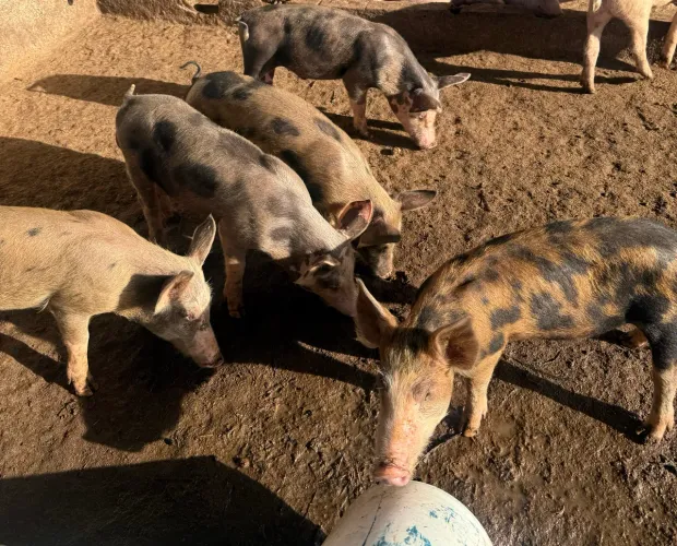 Porcos novos para vender nos preços