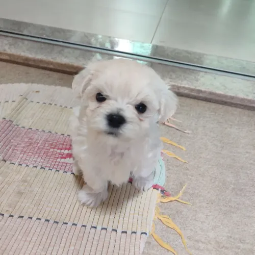 Filhotinho maltês micro .. "macho"