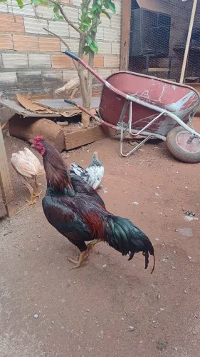 Galo e galinha e galize