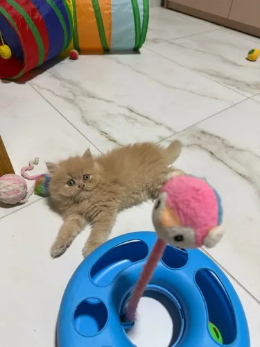 Gato persa disponível