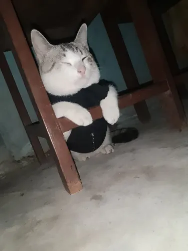 DOA SE GATINHO 