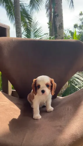 Cavalier King disponivel