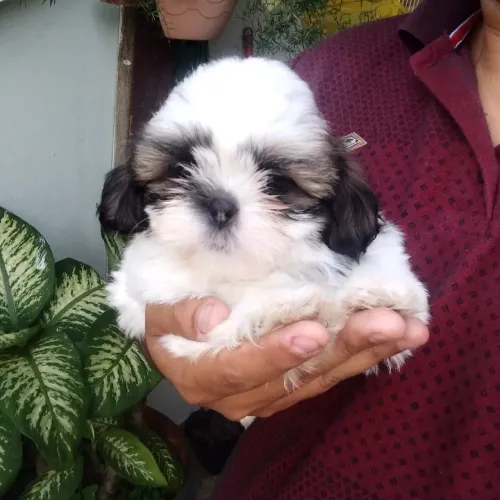 Filhote shih tzu, O Melhor Amigo Que Você Poderia Ter Está Aqui!