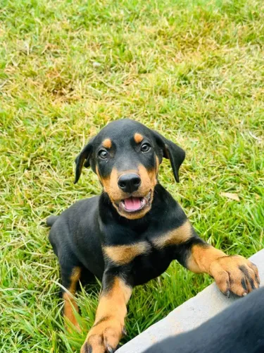 FILHOTES DE DOBERMAN - 2 MACHOS PRETOS DISPONIVEIS