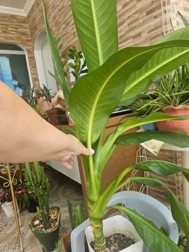 Vendo plantas ornamentais em lotes