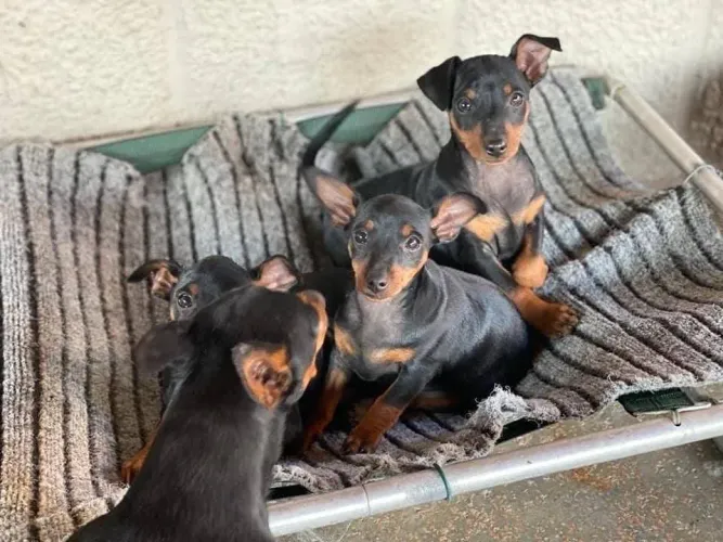 Filhotes De Pinscher - Um Amigo Cheio De Energia