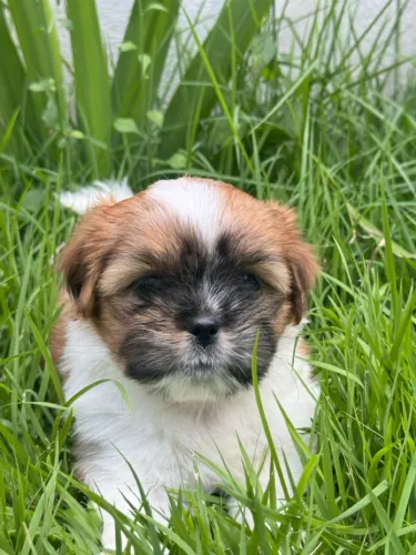 Filhote de cachorro da raça Lhasa Apso