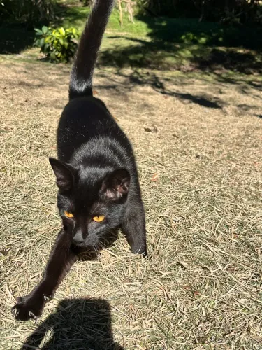 Doação de Gatinha