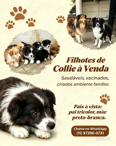 Collie