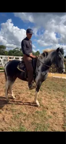 Cavalo MM