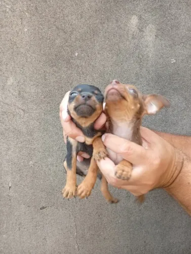 Pinscher mini cheio de amor disponível - fale comigo no WhatsApp