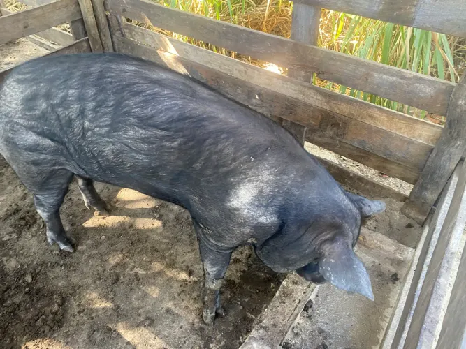 Porco caipira, leitão, leitoa, porca