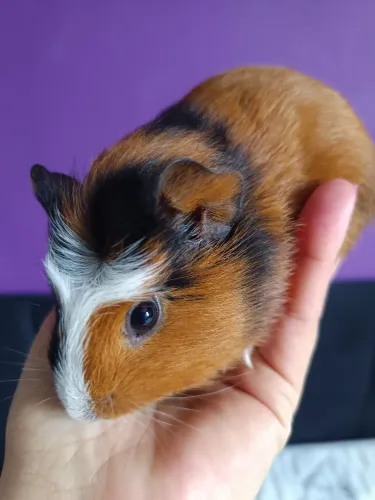 Porquinho da Índia peruano e abissínio