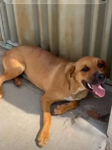 Cachorrinho dócil para adoção