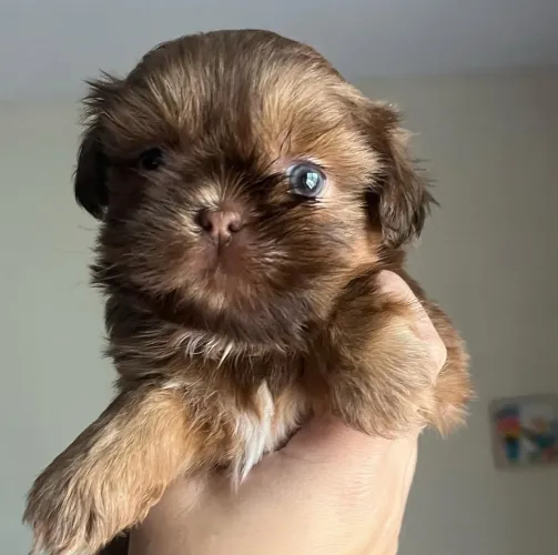 Linda filhote de shih tzu