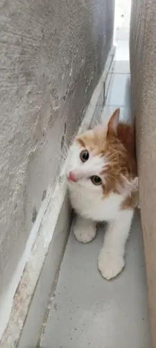 Gato para adoção caramelo