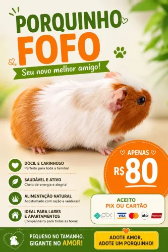 Vendo linda porquinha da índia! 