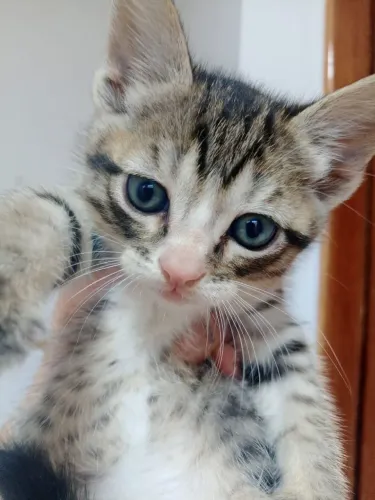 Bebês gatos para adoção responsável 
