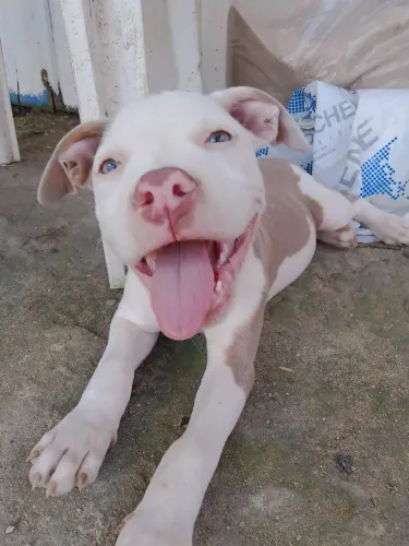 pitbull filhote femia 2 mês verifrugado e vacinada com a primeira dose