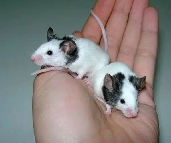 Topolinos puros casal 