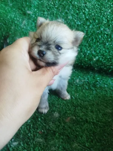 spitz alemao o lulu da pomerania varias cores 