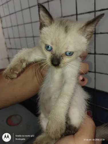 2 gatas fêmeas, 1 mês (ler descrição)