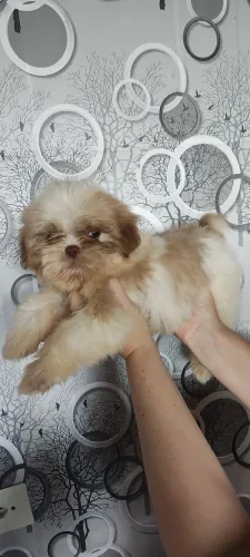 Shihtzu shih tzu macho olhos verdes